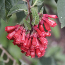 Cestreau, Jasmin rouge / Cestrum newellii